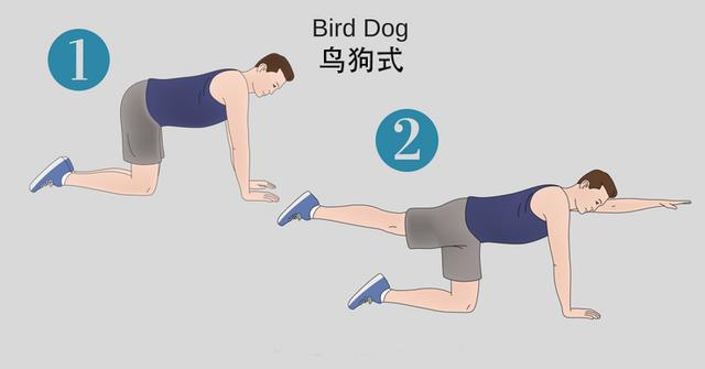 bird-dog