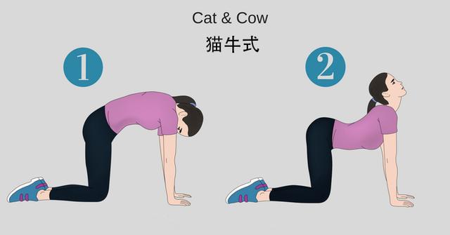 cat-and-cow